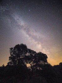 Low angle view of silhouette trees against sky at night