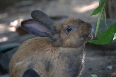 Close-up of rabbit by leaf on field