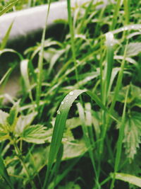 Close-up of wet grass