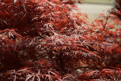 Close-up of dried plant