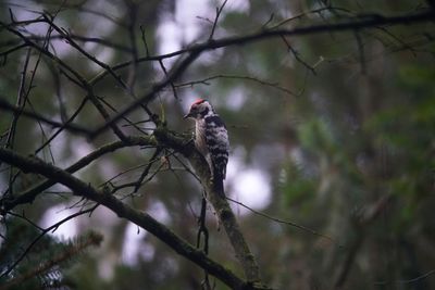 Low angle view of bird perching on branch