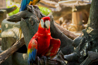 Close-up of parrot perching on tree