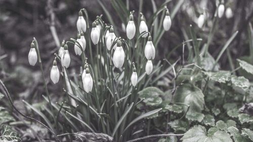 Close-up of white flowers