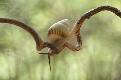 Snail from borneo forest