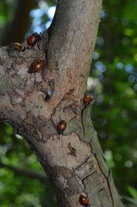 Close-up of ladybug on tree trunk