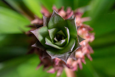 Close-up of succulent plant