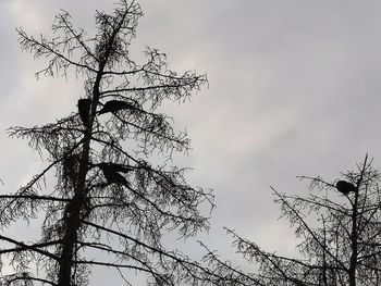 Low angle view of silhouette bare tree against sky