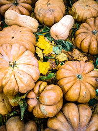 High angle view of pumpkins at farm