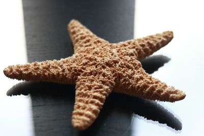 Close-up of a starfish 