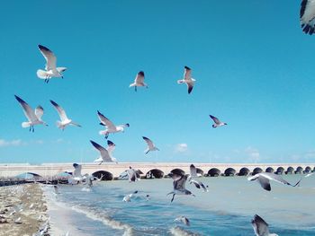 Birds flying over sea against blue sky