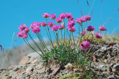 Close-up of pink flowering plants on field