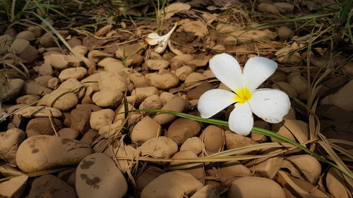 Close-up of white crocus blooming outdoors