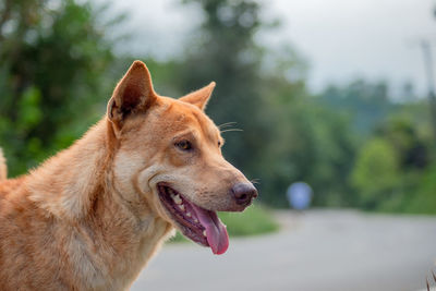 Close-up of dog