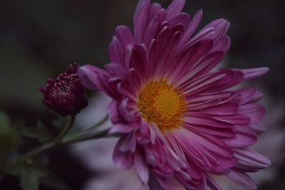 Close-up of pink flower