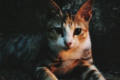 Close-up portrait of a cat looking away