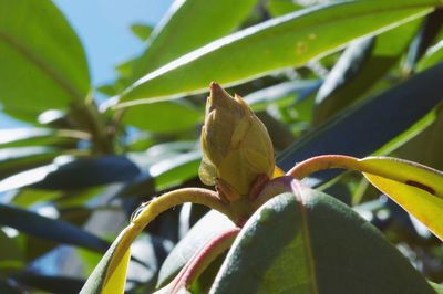 Close-up of lizard on plant