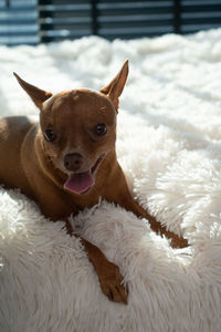 Portrait of dog relaxing on bed