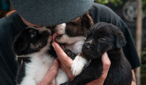 Close-up of two dogs