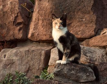 Cat sitting on rock