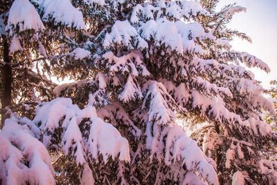 Low angle view of snow covered plants against sky