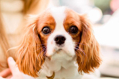 Portrait purebred cute puppy cavalier king charles spaniel natural blurry background