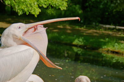 Yawning pelican