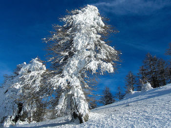 Snow covered trees against blue sky
