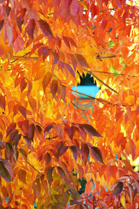 Close-up of maple leaves on tree