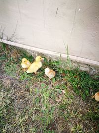 High angle view of birds on grass