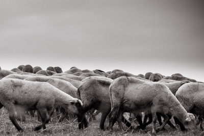 Sheep grazing on field against clear sky