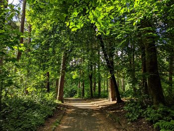 Path amidst trees in pollok country park