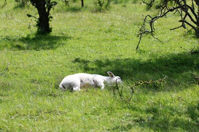 Lamb sleeping in hole under a tree.