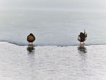 Two ducks in a lake