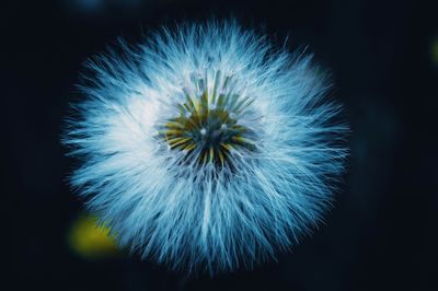 Close-up of dandelion