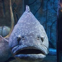 Close-up of fish swimming in aquarium