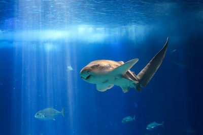 Close-up of fish swimming in sea