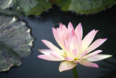 Close-up of water lily in lake