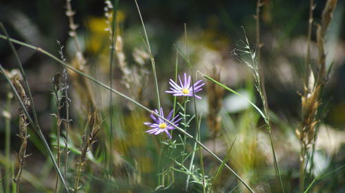 Close-up of purple flowers blooming outdoors