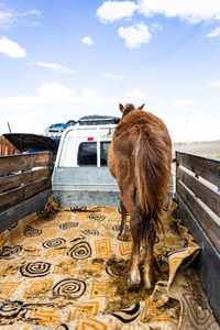 View of a horse on wood against sky