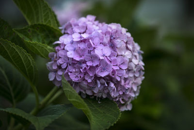 Close-up of purple hydrangea flowers