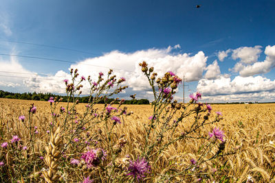 Scenic view of flowering plants on field against sky