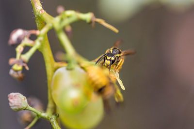 Close-up of insect on plant