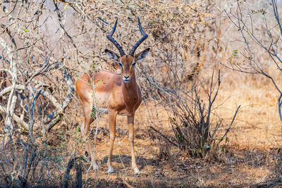 Deer standing on field