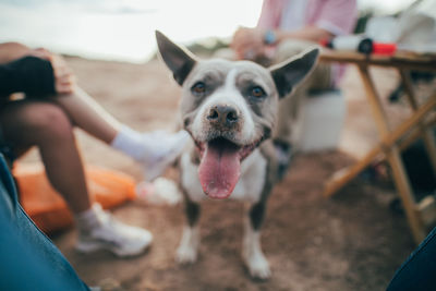 Dog sticking out tongue on land