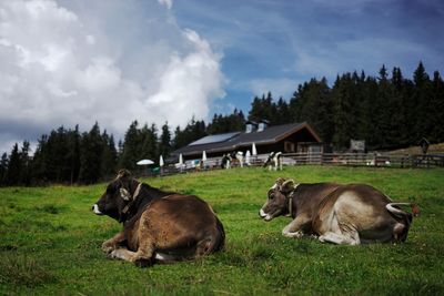 Cows on grassy field against sky