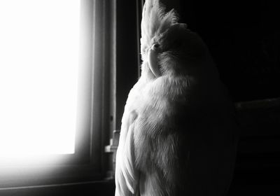 View of horse in window