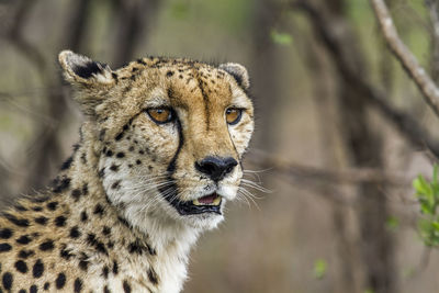 Close-up of cat looking away