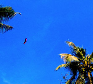 Low angle view of coconut palm tree against blue sky