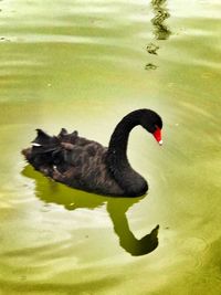 Black swan swimming on lake