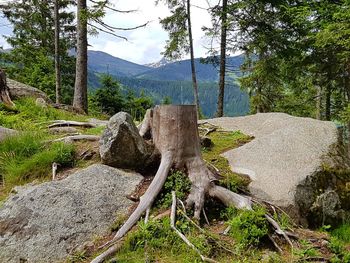 Scenic view of tree mountain against sky